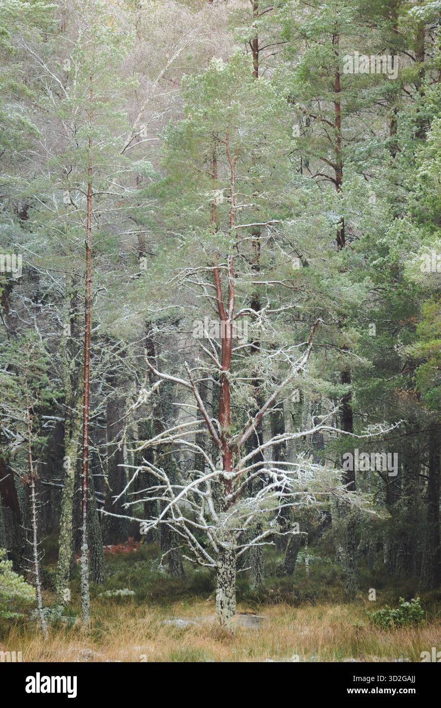 La neige et le gel ont couvert le pin écossais près d'Aviemore pendant l'hiver dans le parc national de Cairngorms en Écosse, au Royaume-Uni Banque D'Images
