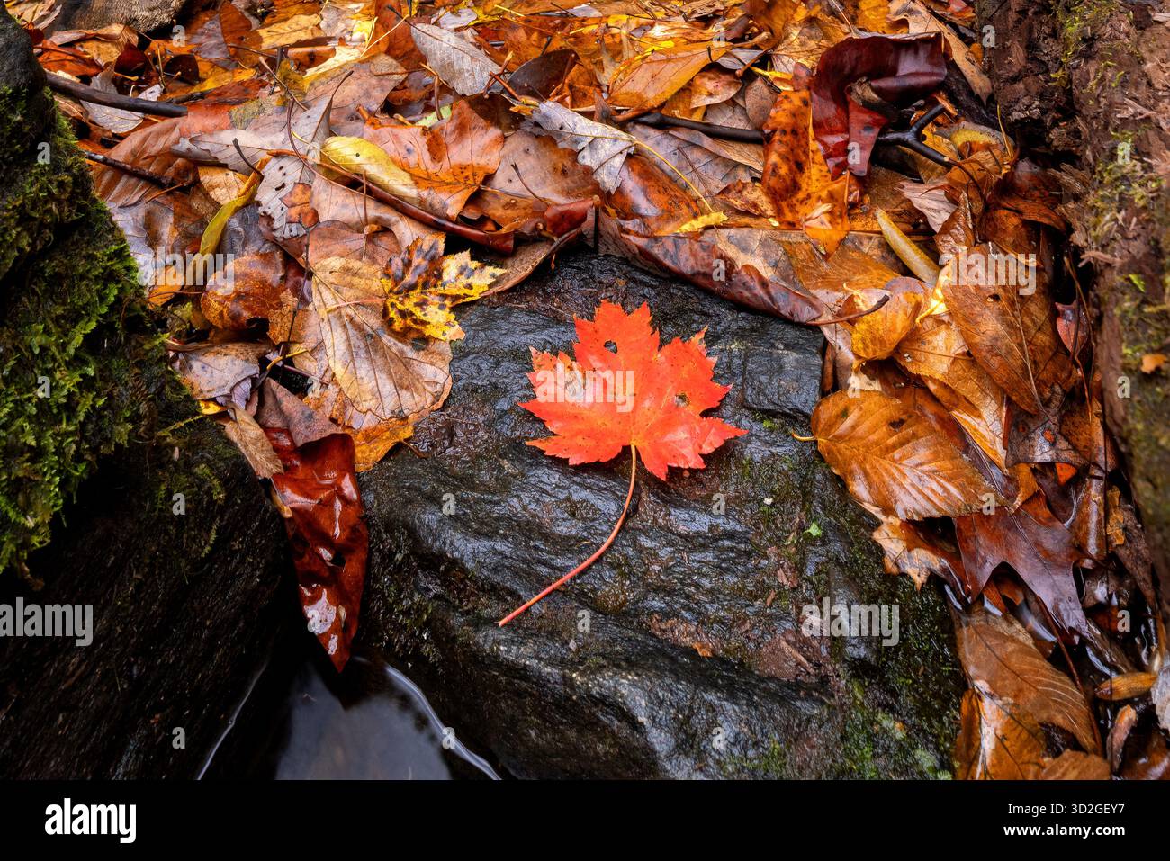 Gros plan de feuille d'érable rouge sur rocher - Pisgah National Forest, près de Brevard, Caroline du Nord, États-Unis Banque D'Images