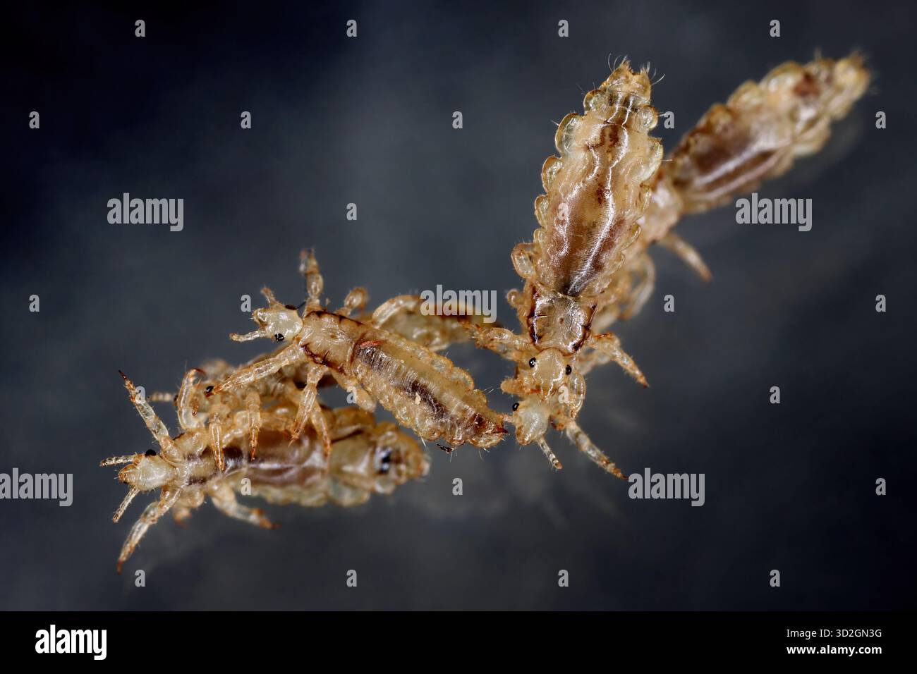 Poux de tête. Ectoparasite de sucer le sang humain. Les poux de tête. Banque D'Images