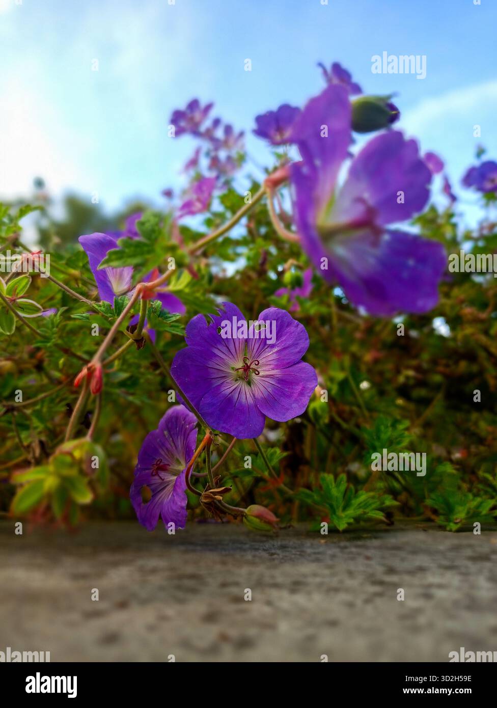 Une photographie en gros plan extrême (macro) capturant la structure détaillée d'une fleur violette éclatante Cranesbill (Géranium). La faible profondeur du champ s. Banque D'Images