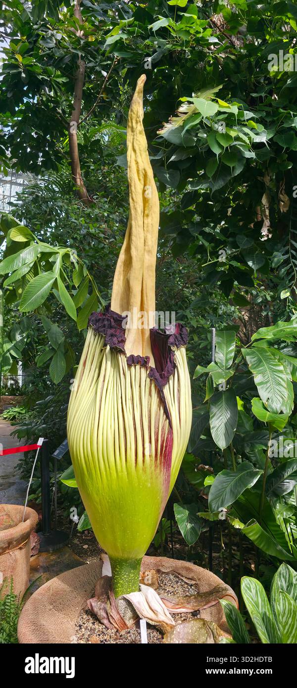 Berlin, Allemagne - 03 juillet 2025 : . La fleur de Titan Arum fleurit dans le jardin botanique avec un feuillage vert luxuriant qui l'entoure - Image de stock capturée avec un smartphone
