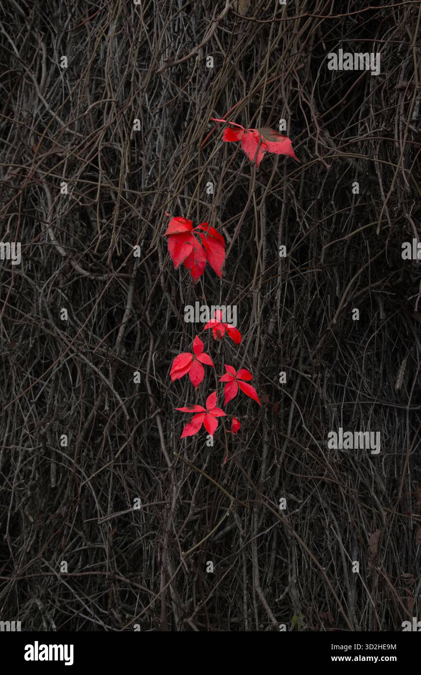 Feuilles de lierre rouge restantes en automne Banque D'Images