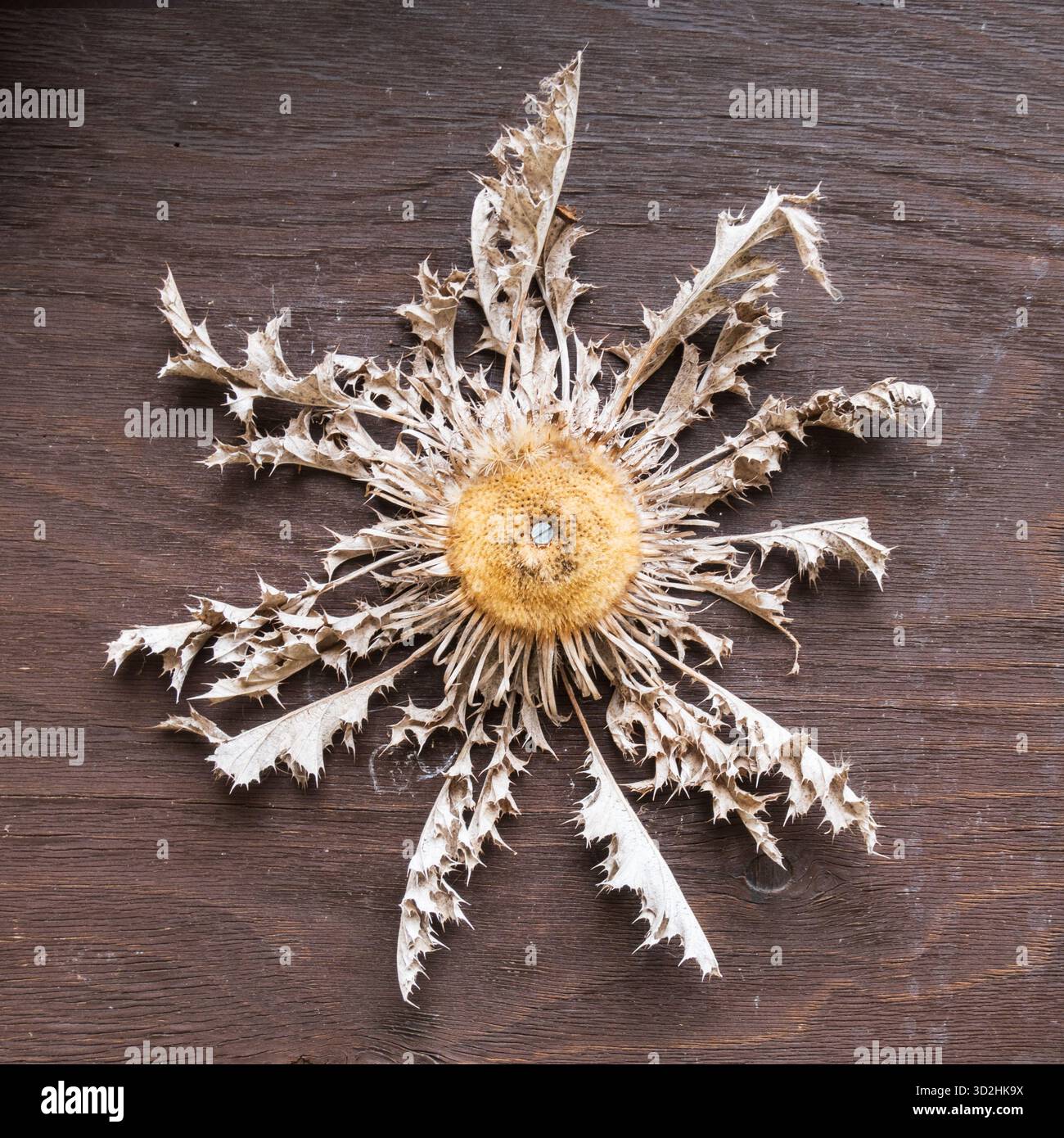 Carlina acaulis, le chardon sans tige. Traditionnellement, il a été conservé pendant longtemps, séché, pour décorer les façades et les portes de la montagne h. Banque D'Images