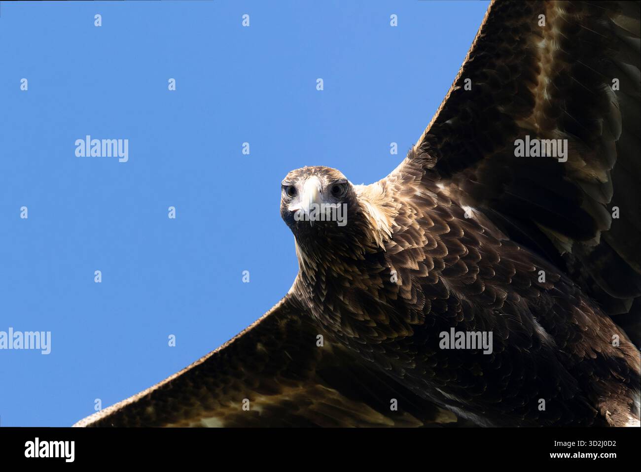 Le plus grand oiseau de proie d'Australie, l'aigle à queue biseautée Banque D'Images