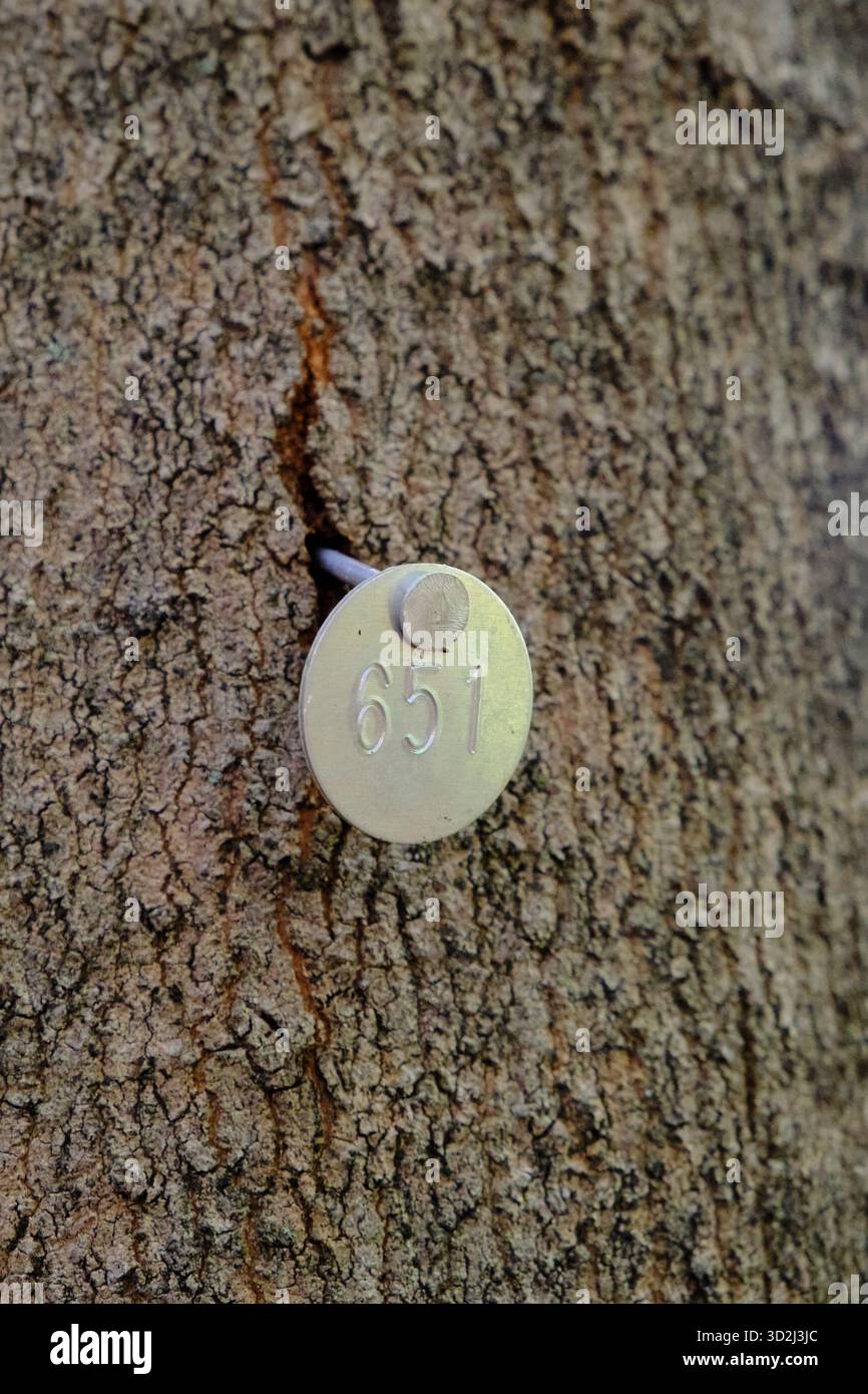 Étiquette en métal avec numéro gravé cloué dans l'écorce d'un arbre pour l'identification Banque D'Images