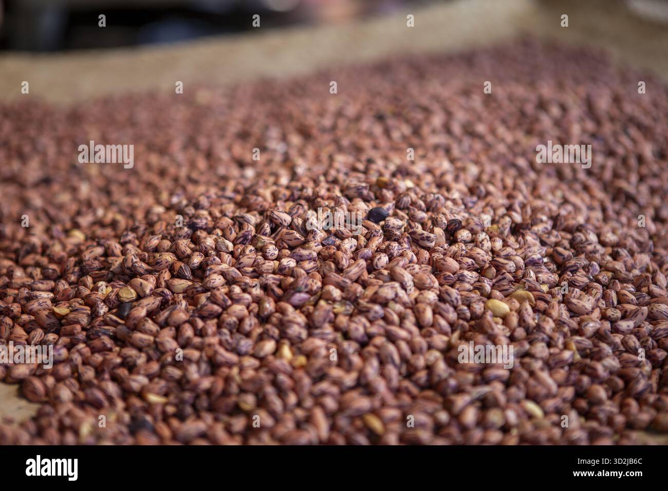 De nombreuses arachides crues brunes, récolte agricole naturelle, étalées sur toute la surface, prêtes pour l'utilisation d'ingrédients alimentaires. Abondance de ces arachides saines Banque D'Images
