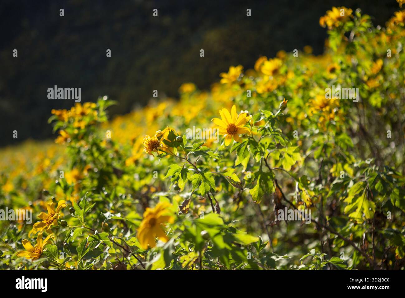 Le champ vibrant de fleurs jaunes fleuries prospère sur une colline ensoleillée, affichant une vie végétale verte abondante. Ce paysage naturel évoque serein et peacefu Banque D'Images