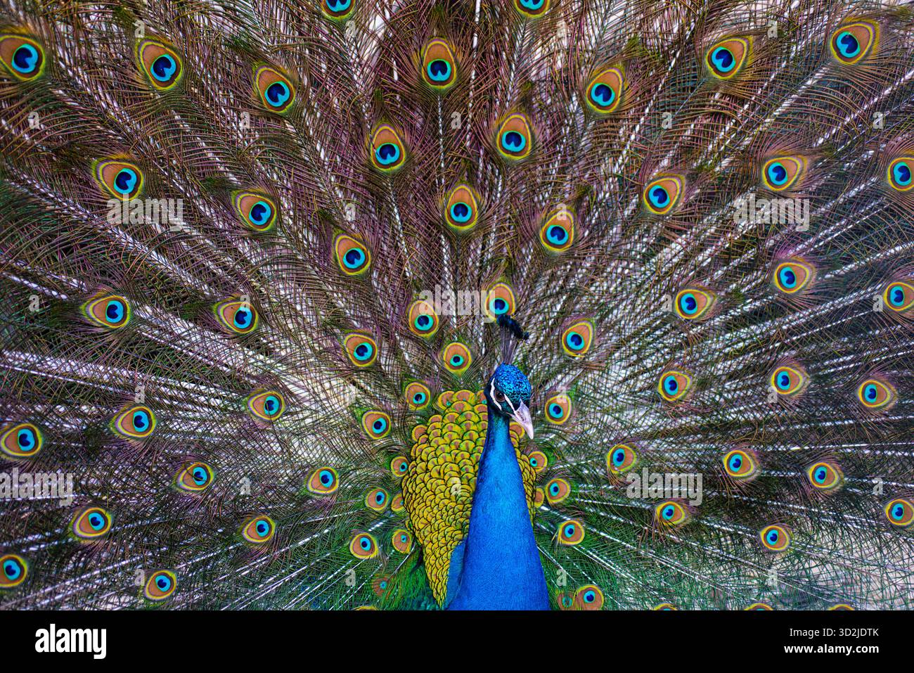 Beau paon. Plumes colorées de paons. Paon avec plumage ouvert. Peacock dans la nature. Gros plan du motif paon. Faune exotique lumineuse Banque D'Images