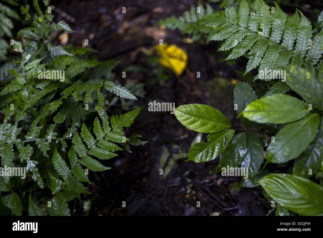 La fougère verte luxuriante et le feuillage de diverses plantes prospèrent dans l'environnement naturel de la forêt tropicale. la scène vibrante de la jungle évoque un sentiment paisible et serein, Banque D'Images
