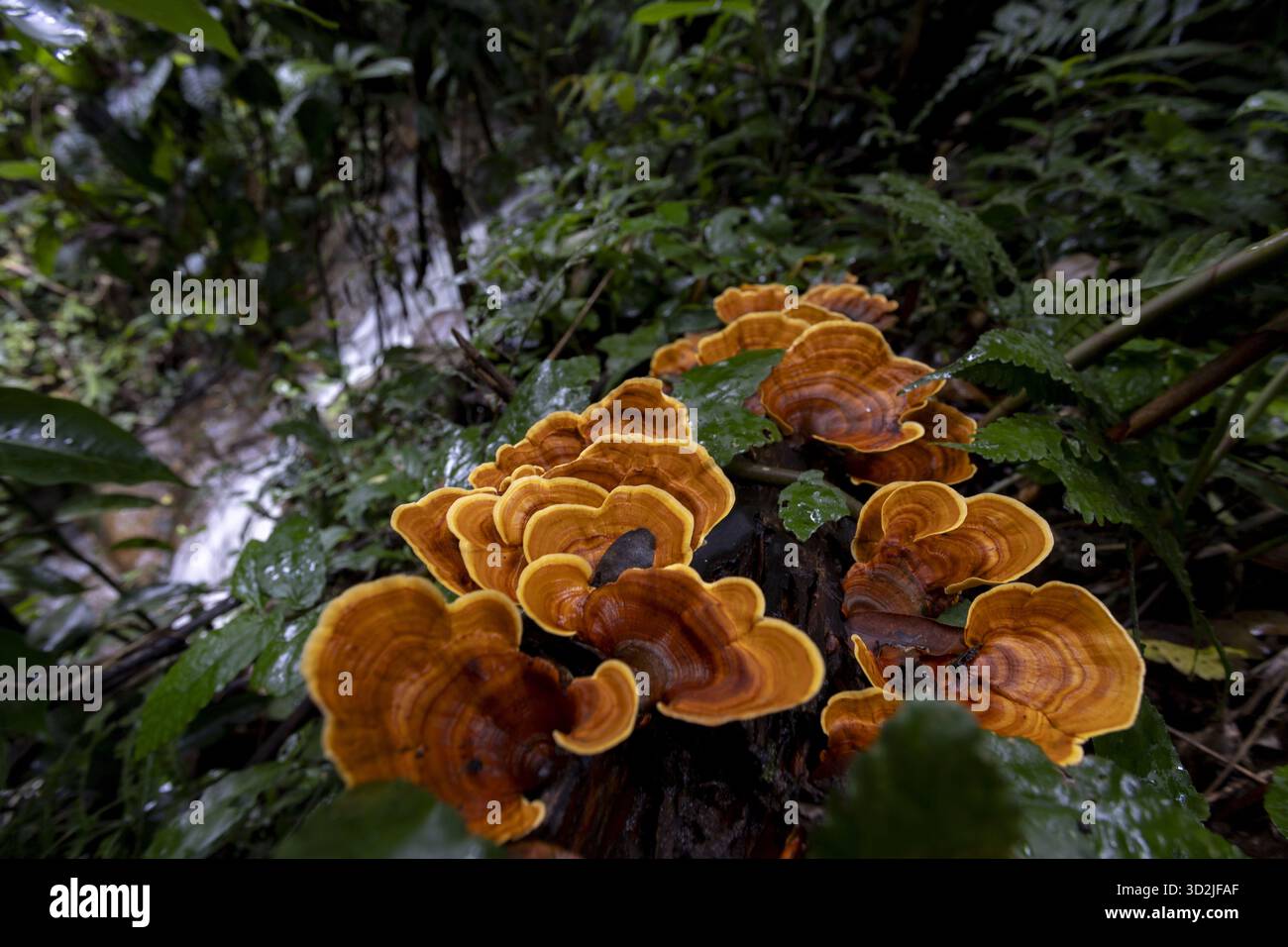 Un cluster vibrant de champignons orange et de champignons pousse dans l'écosystème de la forêt tropicale sauvage, mettant en valeur la nature fraîche et saine et la biologie de ce Banque D'Images