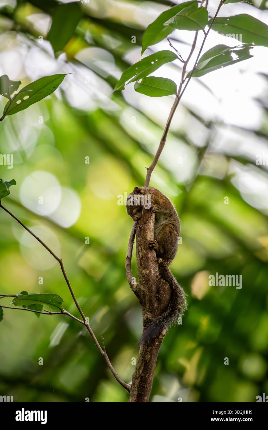 L'écureuil mince (Sundasciurus tenuis) est une espèce de rongeur de la famille des Sciuridae. Le corps est brun sur les parties supérieures et gris clair Banque D'Images