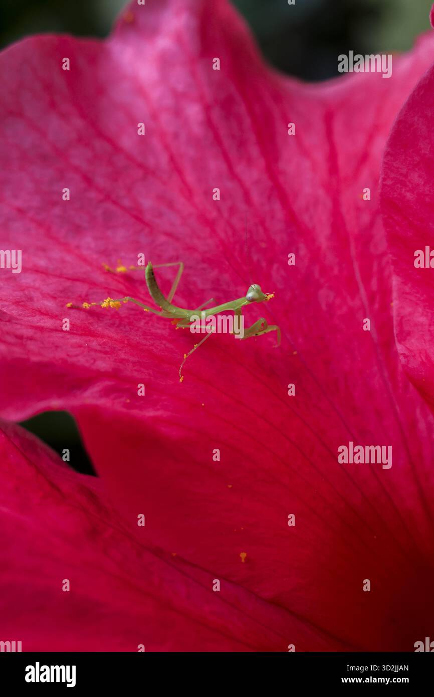 La minuscule nymphe de la mante en prière verte se tient en alerte sur les pétales d'hibiscus magenta vibrants, son corps délicat témoigne de la beauté complexe de la nature et de la promesse de Banque D'Images