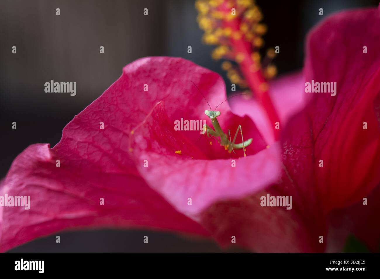 Petite mante priante perche des pétales d'hibiscus rose délicatement vibrants, sa forme fragile merveille de la nature. insecte apparaît alerte et curieux, explorant lus Banque D'Images
