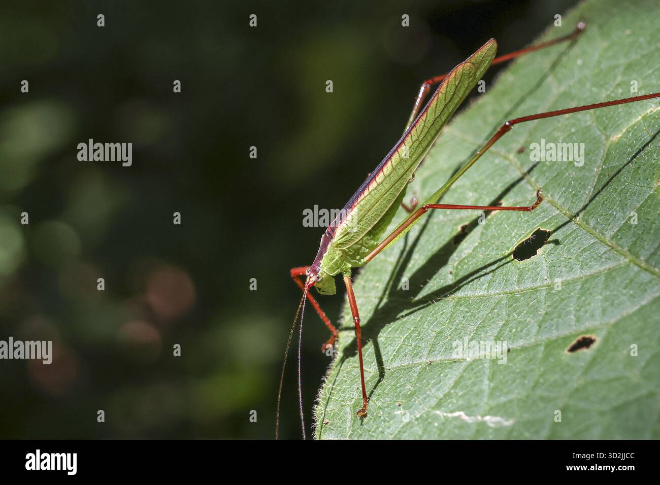 Sauterelle vert calme avec de longues jambes repose sur de grandes feuilles dans un cadre naturel sauvage. Cette photo macro montre l'ombre détaillée et l'antenne d'un minuscule insecte dans Banque D'Images