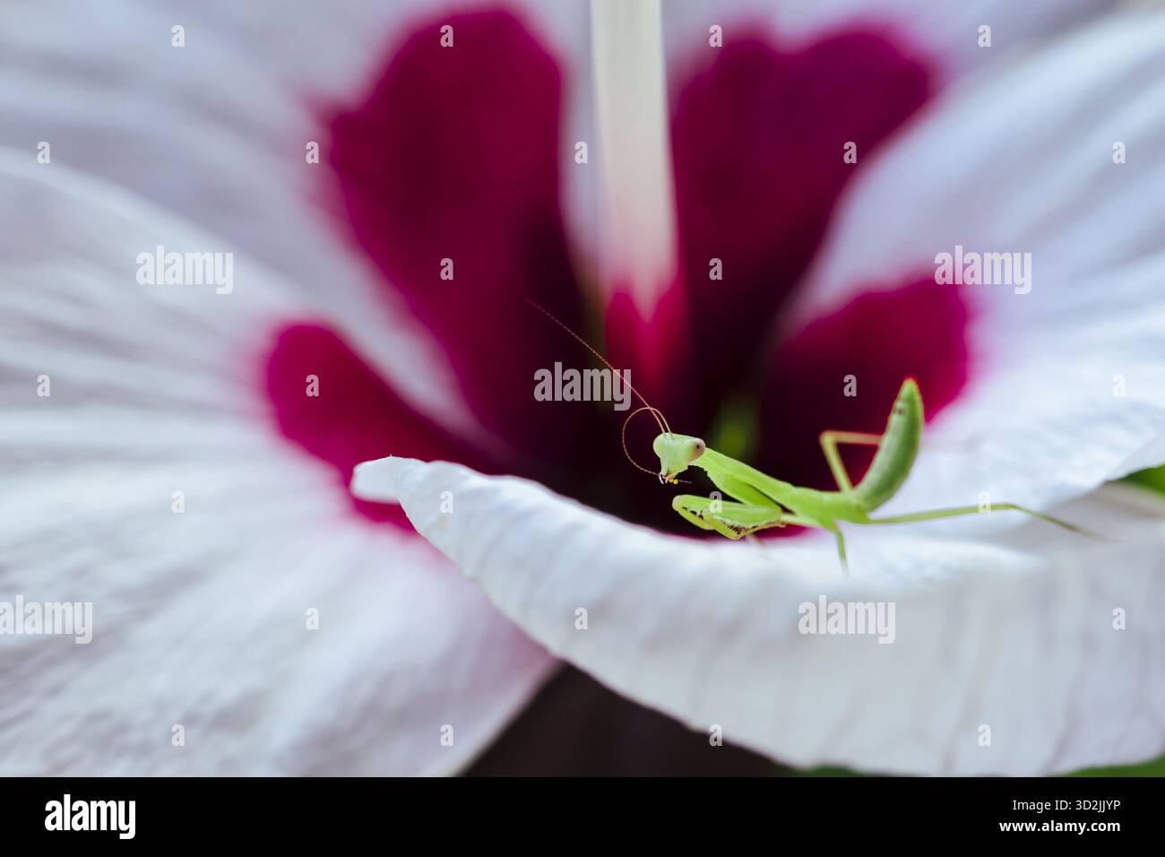 Insecte de la Mantie priante reposant sur un pétale délicat de fleur d'hibiscus blanc, plan macro rapproché révélant des détails complexes de la beauté de la nature et de l'insecte Wat Banque D'Images