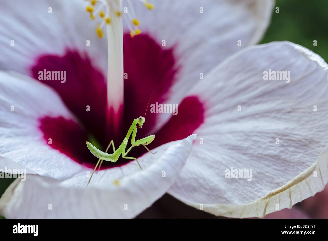 La délicate mante priante repose avec une patience sereine à l'intérieur de la fleur d'hibiscus blanc éclatante, mettant en valeur la beauté complexe de la nature et le calme Banque D'Images