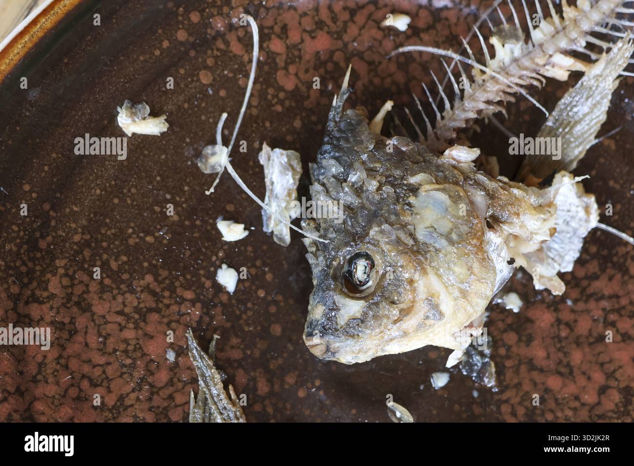 Gros plan du squelette et de la tête de poisson restants après le repas. les déchets alimentaires consommés et la carcasse avec os sur l'assiette créent un sentiment désagréable et macabre de décembre Banque D'Images