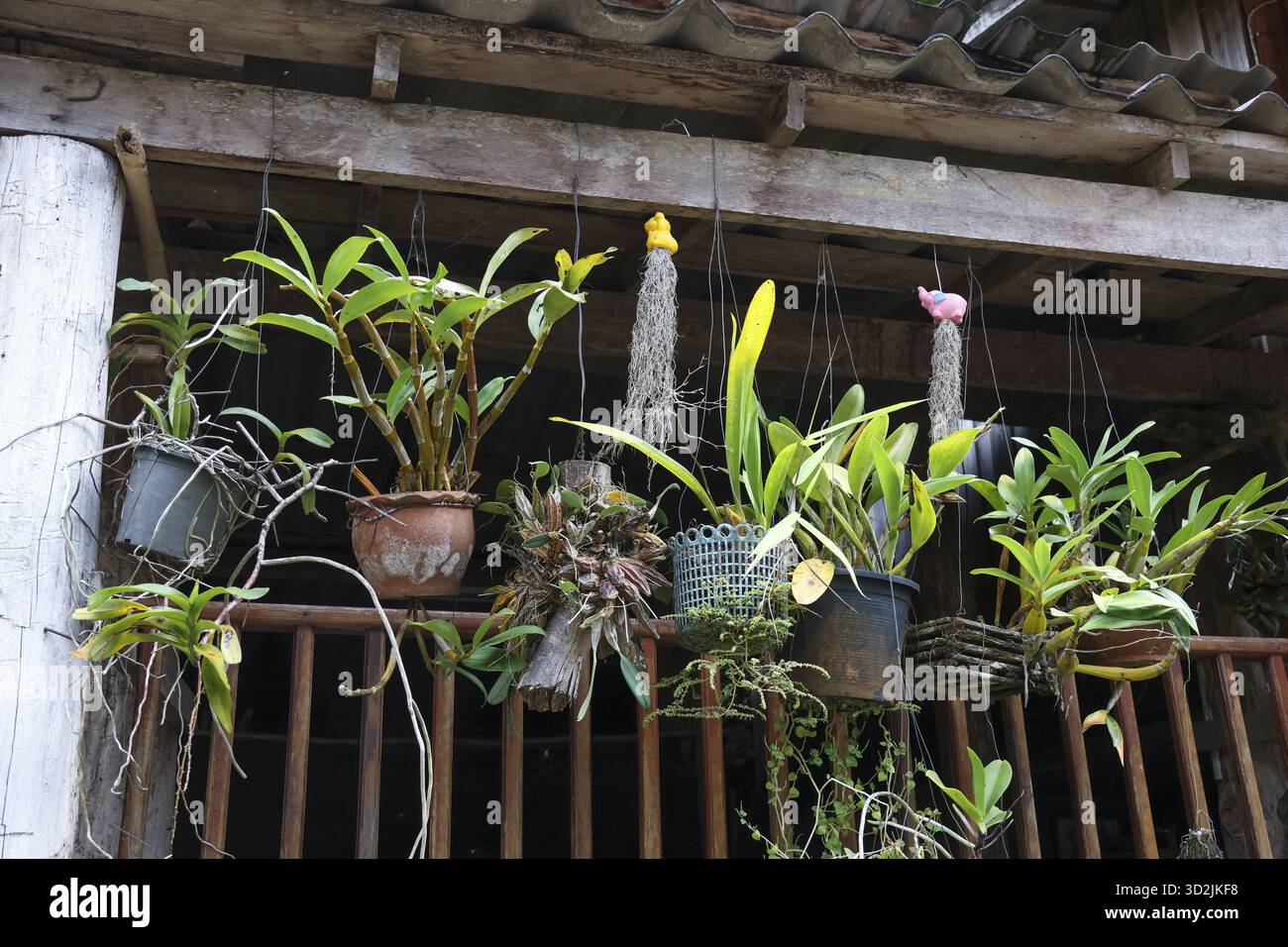 Les plantes suspendues créent un affichage naturel serein à partir de poutres en bois. Feuillage vert prospère divers pots, mettant en valeur la beauté des orchidées cultivées. Cette vibr Banque D'Images