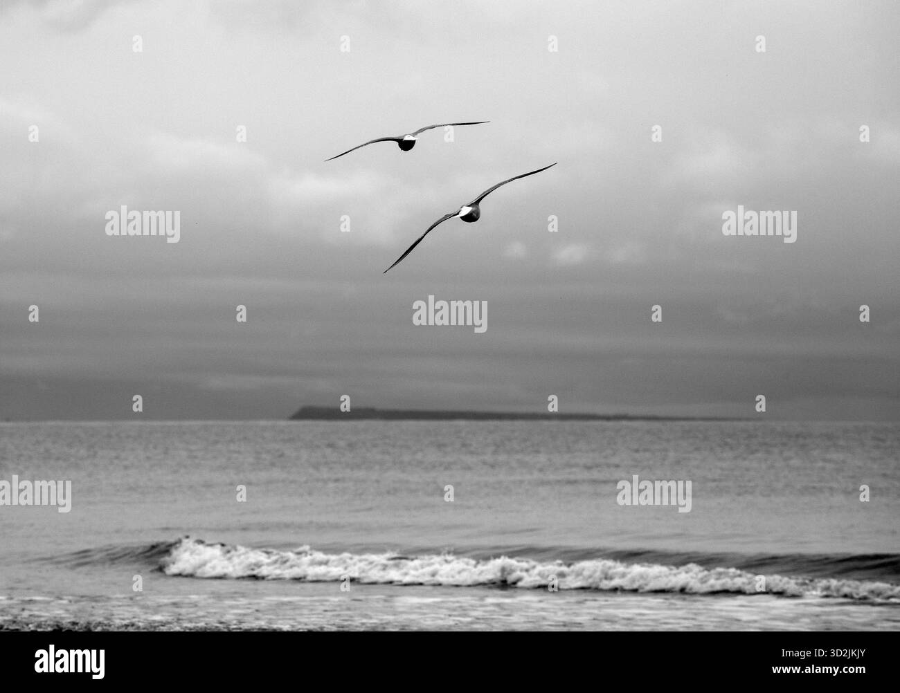 Mouettes au-dessus de l'eau en noir et blanc. Vagues, mer et terre Banque D'Images