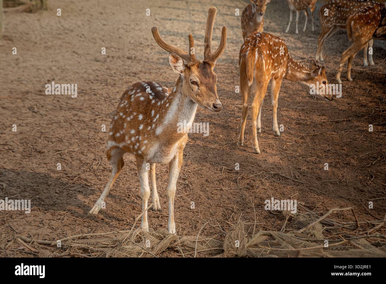 Cerf rouge dans un zoo. Khulna, Bangladesh. Banque D'Images