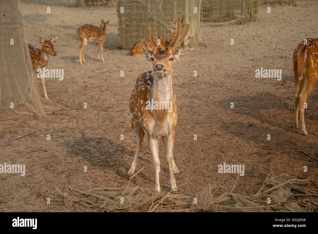 Cerf rouge dans un zoo. Khulna, Bangladesh. Banque D'Images