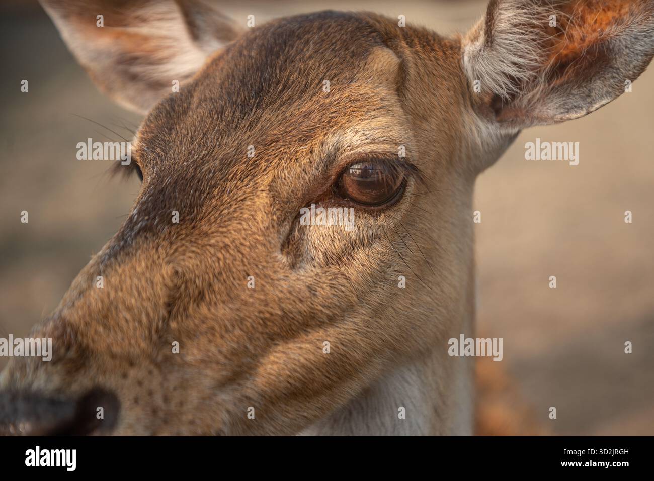 Cerf rouge dans un zoo. Khulna, Bangladesh. Banque D'Images