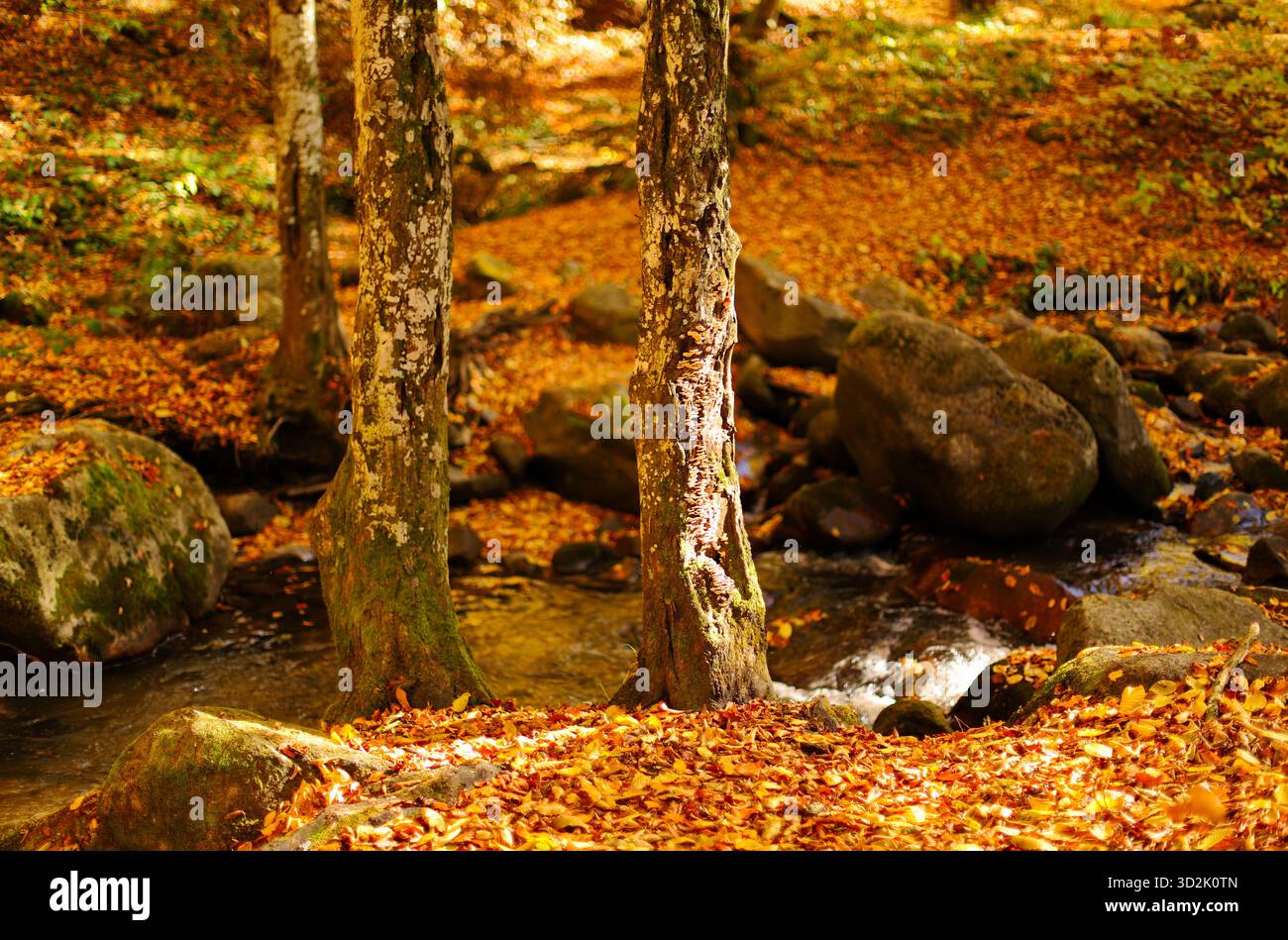Vibrations d'automne dans la forêt Banque D'Images