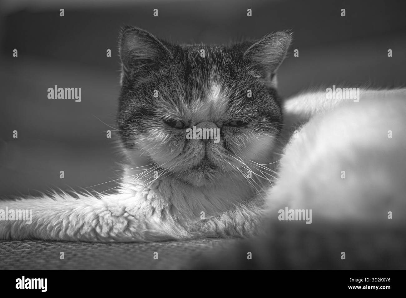 Beau chat dans la pose détendue sur le comptoir de cuisine Banque D'Images