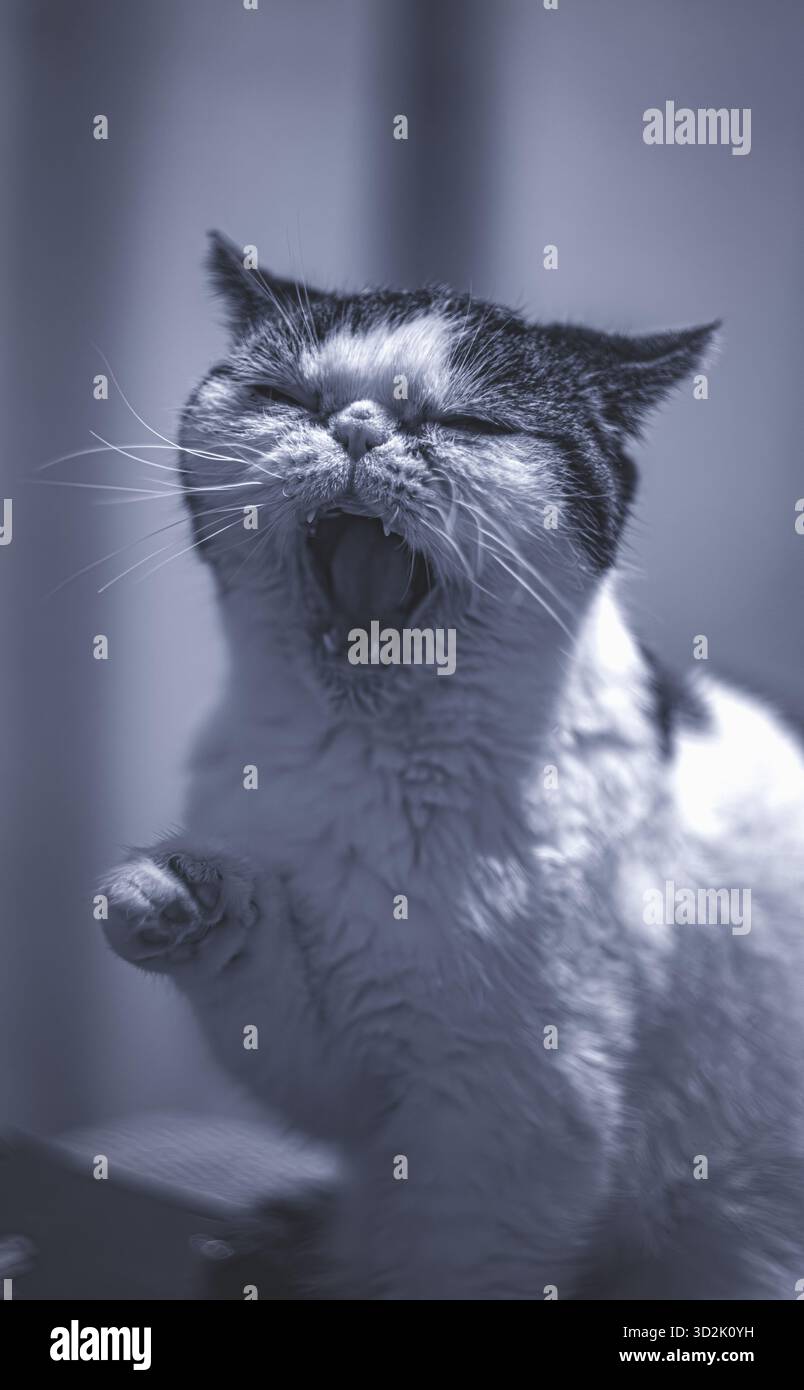 Chat détendu profitant d'un moment immobile sur le canapé Banque D'Images