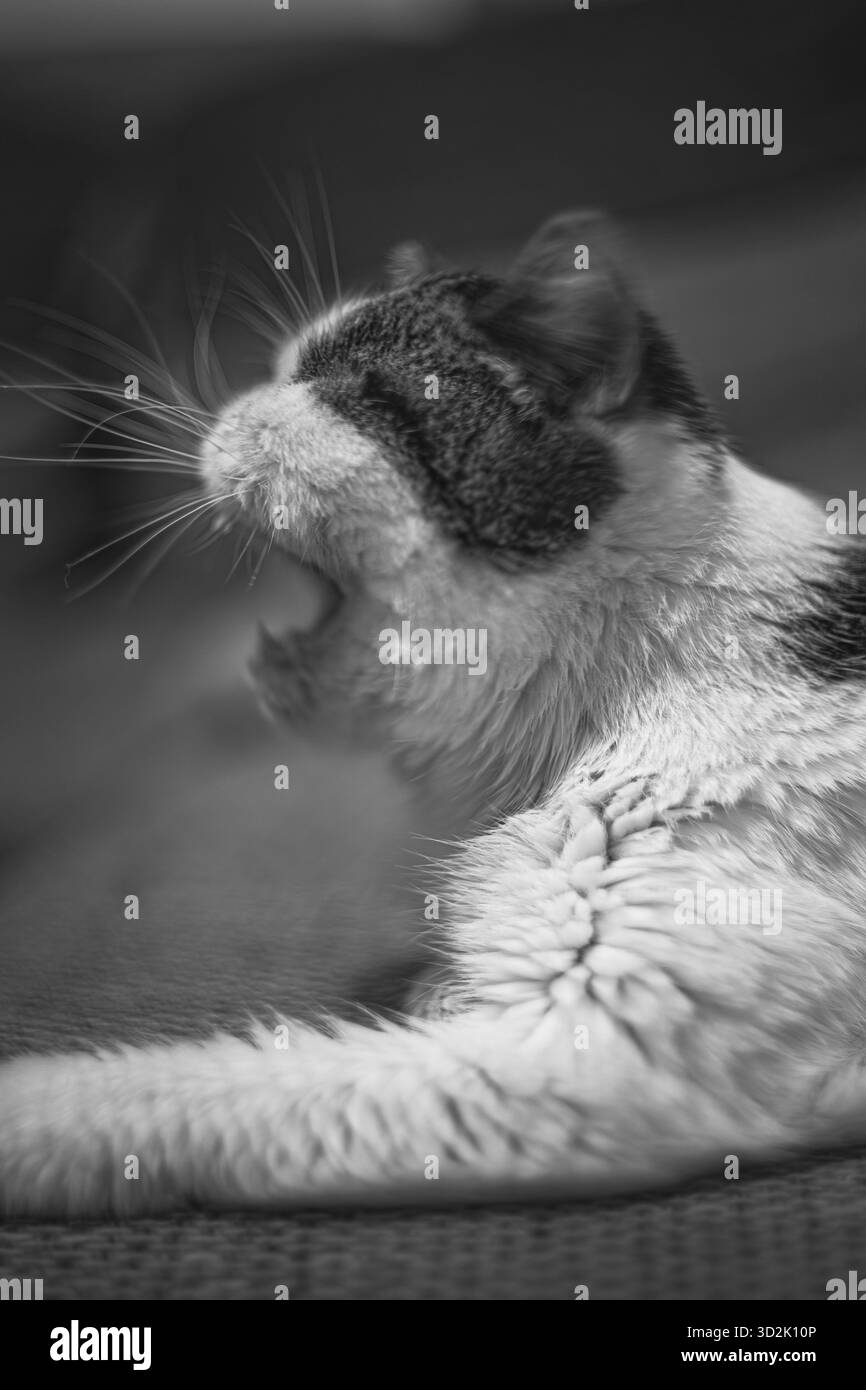 Chat de race pure mignon appréciant le calme de la maison Banque D'Images