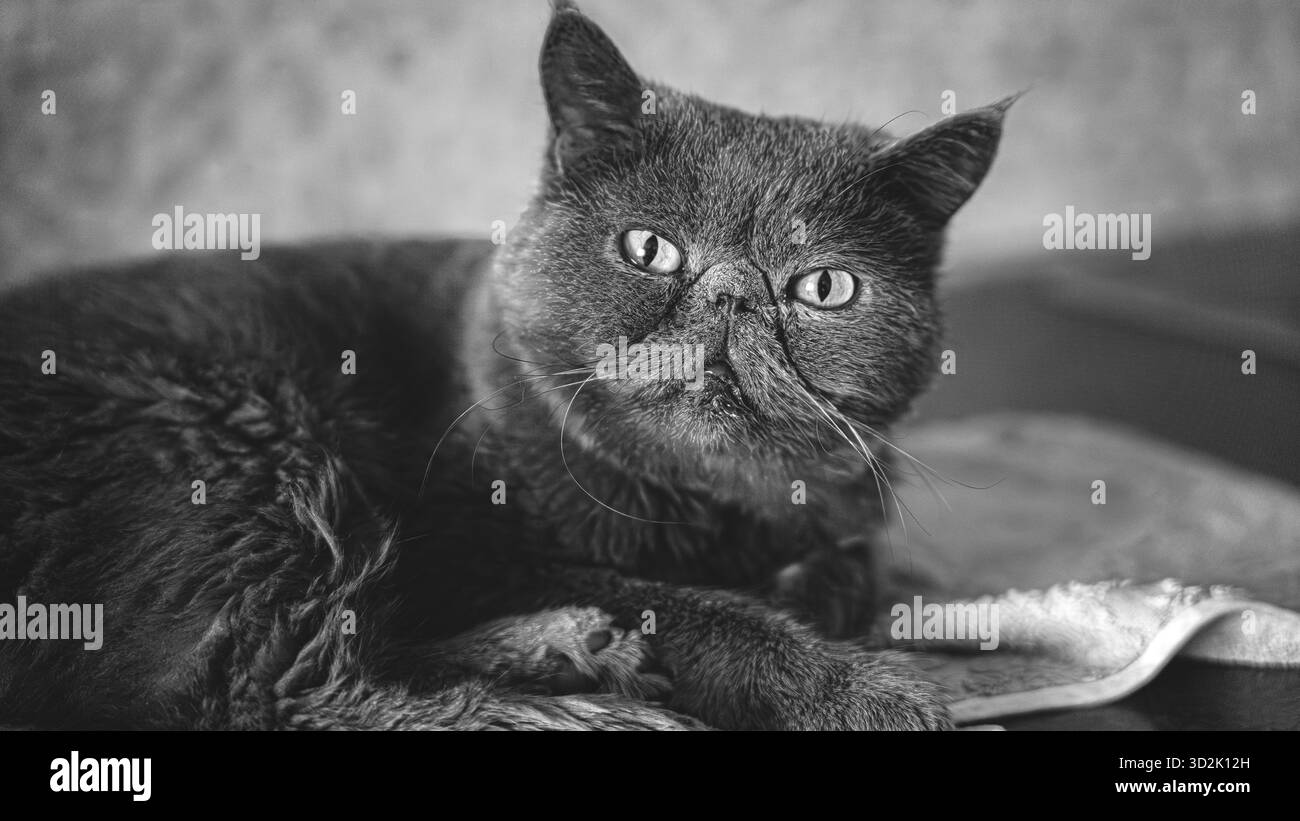 Adorable chat de race pure s'étirant paresseusement sur un comptoir de cuisine moderne Banque D'Images