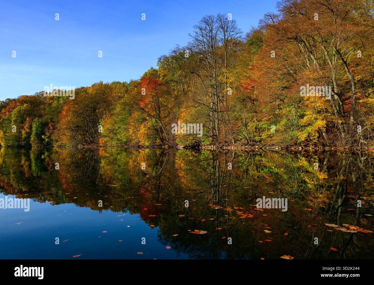 01 novembre 2025, Mecklembourg-Poméranie occidentale, Feldberg : une forêt automnale avec de nombreux hêtres sur les rives du lac Schmaler Luzin dans le parc naturel Feldberger Seenlandschaft. Le lac, connu pour son excellente qualité de l’eau et sa très bonne visibilité, est encastré dans une zone morainique terminale et se caractérise par des pentes abruptes et une végétation riche et originale. Vastes forêts, collines, vallées, plaines sablonneuses, dunes intérieures impressionnantes, vous trouverez des lacs clairs et des landes cachées, des bâtiments historiques, des sites du patrimoine local et des musées dans le parc naturel Feldberger Seenlandschaft. Banque D'Images