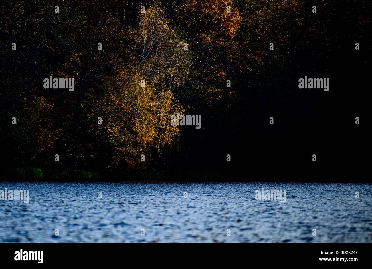 01 novembre 2025, Mecklembourg-Poméranie occidentale, Feldberg : un bouleau automnal à la lumière du soleil sur les rives du lac Schmaler Luzin dans le parc naturel Feldberger Seenlandschaft. Le lac, connu pour son excellente qualité de l’eau et sa très bonne visibilité, est encastré dans une moraine terminale et se caractérise par des pentes côtières abruptes et une végétation riche et originale. Vastes forêts, collines, vallées, plaines sablonneuses, dunes intérieures impressionnantes, vous trouverez des lacs clairs et des landes cachées, des bâtiments historiques, des sites du patrimoine local et des musées dans le parc naturel Feldberger Seenlandschaft. Banque D'Images