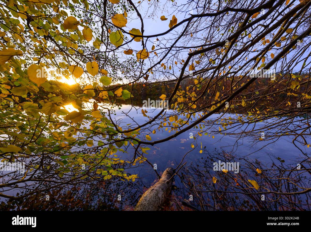 31 octobre 2025, Mecklembourg-Poméranie occidentale, Feldberg : forêt automnale sur les rives du lac Schmaler Luzin dans le parc naturel Feldberger Seenlandschaft. Le lac, connu pour son excellente qualité de l’eau et sa très bonne visibilité, est encastré dans une moraine terminale et se caractérise par des pentes côtières abruptes et une végétation riche et originale. Vastes forêts, collines, vallées, plaines sablonneuses, dunes intérieures impressionnantes, vous trouverez des lacs clairs et des landes cachées, des bâtiments historiques, des sites du patrimoine local et des musées dans le parc naturel Feldberger Seenlandschaft. Ce pays diversifié Banque D'Images