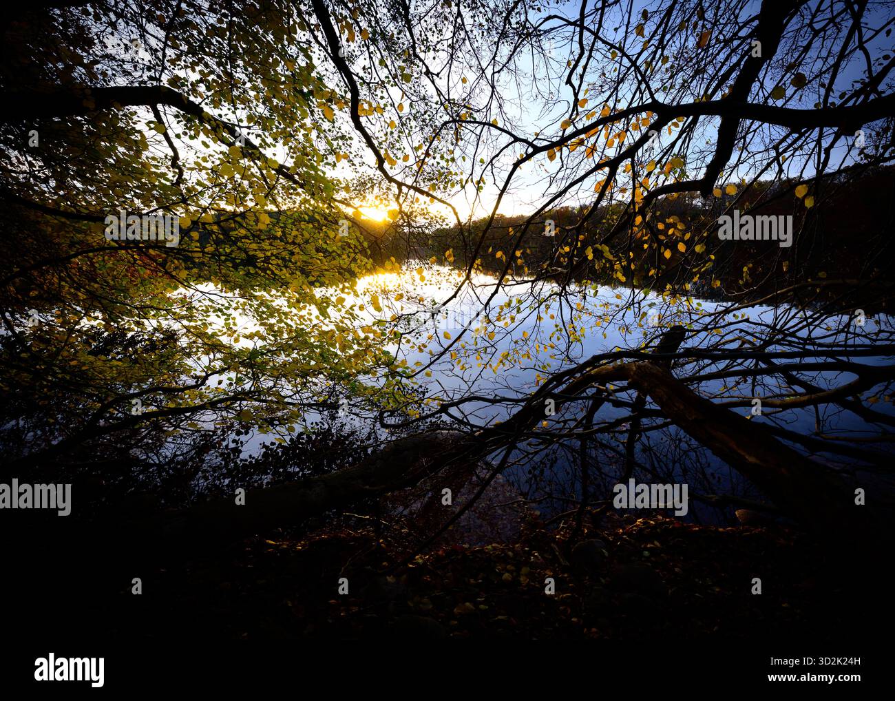 31 octobre 2025, Mecklembourg-Poméranie occidentale, Feldberg : forêt automnale sur les rives du lac Schmaler Luzin dans le parc naturel Feldberger Seenlandschaft. Le lac, connu pour son excellente qualité de l’eau et sa très bonne visibilité, est encastré dans une moraine terminale et se caractérise par des pentes côtières abruptes et une végétation riche et originale. Vastes forêts, collines, vallées, plaines sablonneuses, dunes intérieures impressionnantes, vous trouverez des lacs clairs et des landes cachées, des bâtiments historiques, des sites du patrimoine local et des musées dans le parc naturel Feldberger Seenlandschaft. Ce pays diversifié Banque D'Images