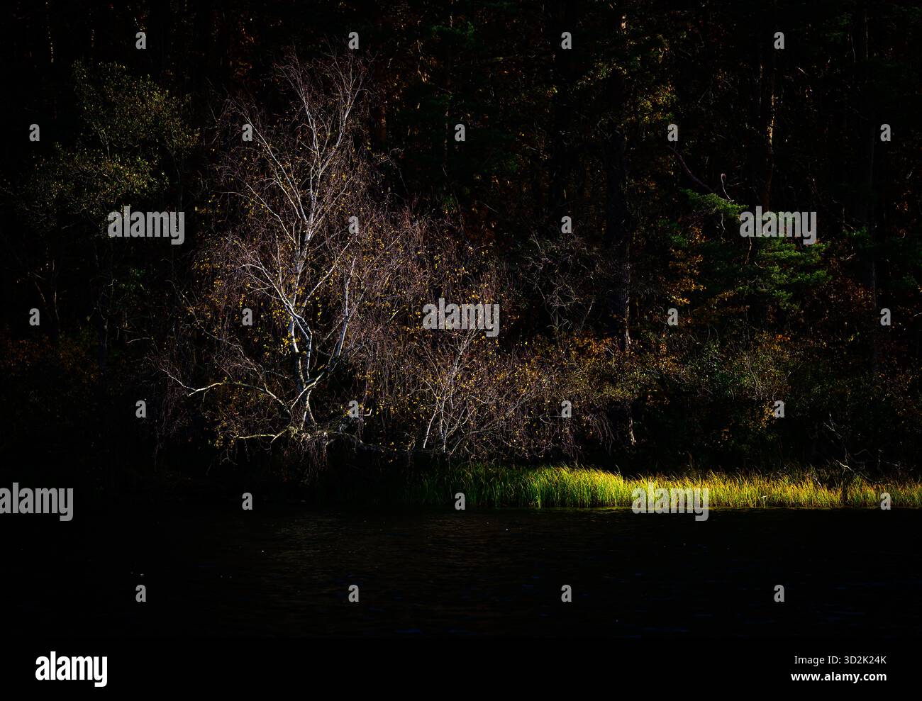 01 novembre 2025, Mecklembourg-Poméranie occidentale, Feldberg : un bouleau automnal à la lumière du soleil sur les rives du lac Schmaler Luzin dans le parc naturel Feldberger Seenlandschaft. Le lac, connu pour son excellente qualité de l’eau et sa très bonne visibilité, est encastré dans une moraine terminale et se caractérise par des pentes côtières abruptes et une végétation riche et originale. Vastes forêts, collines, vallées, plaines sablonneuses, dunes intérieures impressionnantes, vous trouverez des lacs clairs et des landes cachées, des bâtiments historiques, des sites du patrimoine local et des musées dans le parc naturel Feldberger Seenlandschaft. Banque D'Images