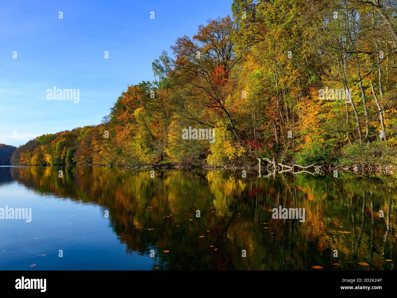 01 novembre 2025, Mecklembourg-Poméranie occidentale, Feldberg : une forêt automnale avec de nombreux hêtres sur les rives du lac Schmaler Luzin dans le parc naturel Feldberger Seenlandschaft. Le lac, connu pour son excellente qualité de l’eau et sa très bonne visibilité, est encastré dans une zone morainique terminale et se caractérise par des pentes abruptes et une végétation riche et originale. Vastes forêts, collines, vallées, plaines sablonneuses, dunes intérieures impressionnantes, vous trouverez des lacs clairs et des landes cachées, des bâtiments historiques, des sites du patrimoine local et des musées dans le parc naturel Feldberger Seenlandschaft. Banque D'Images