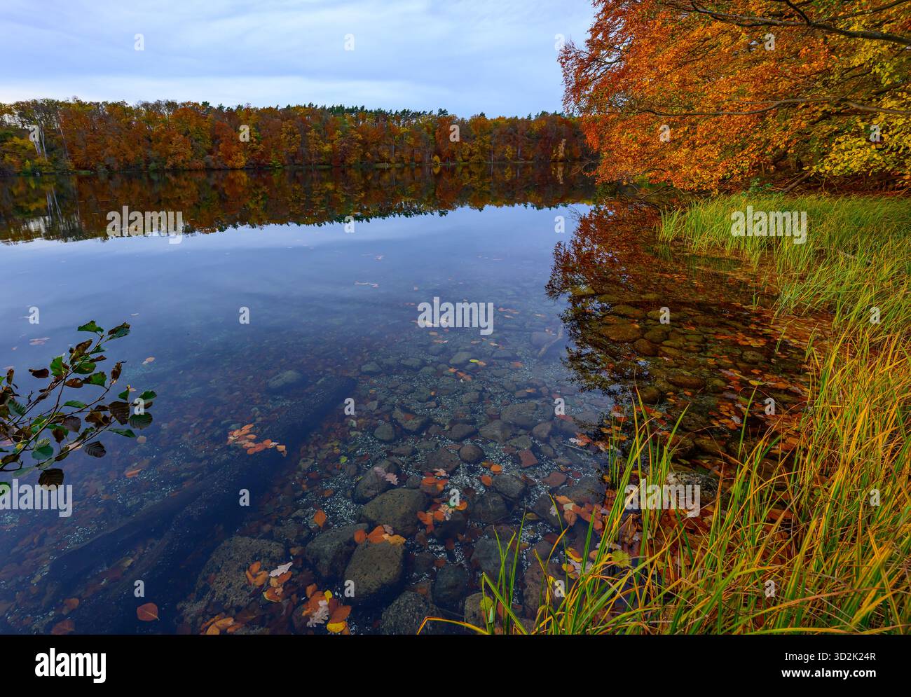 Feldberg, Allemagne. 31 octobre 2025. Une forêt automnale avec de nombreux hêtres sur les rives du lac Schmaler Luzin dans le parc naturel Feldberger Seenlandschaft. Le lac, connu pour son excellente qualité de l’eau et sa très bonne visibilité, est encastré dans une zone morainique terminale et se caractérise par des pentes abruptes et une végétation riche et originale. Vastes forêts, collines, vallées, plaines sablonneuses, dunes intérieures impressionnantes, vous trouverez des lacs clairs et des landes cachées, des bâtiments historiques, des sites du patrimoine local et des musées dans le parc naturel Feldberger Seenlandschaft. T/dpa/Alamy Live News Banque D'Images