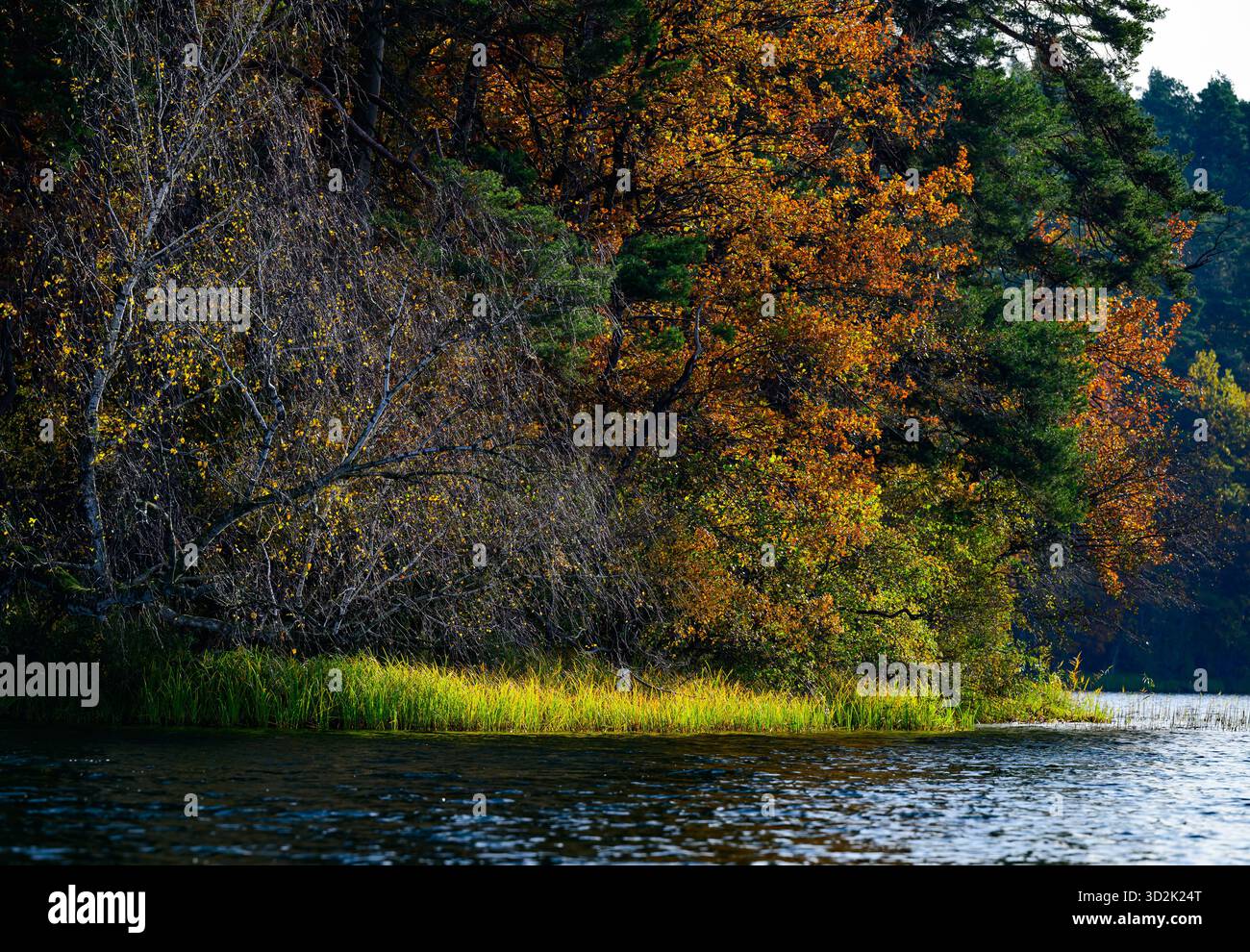 01 novembre 2025, Mecklembourg-Poméranie occidentale, Feldberg : une forêt automnale sur les rives du lac Schmaler Luzin dans le parc naturel Feldberger Seenlandschaft. Le lac, connu pour son excellente qualité de l’eau et sa très bonne visibilité, est encastré dans une moraine terminale et se caractérise par des pentes côtières abruptes et une végétation riche et originale. Vastes forêts, collines, vallées, plaines sablonneuses, dunes intérieures impressionnantes, vous trouverez des lacs clairs et des landes cachées, des bâtiments historiques, des sites du patrimoine local et des musées dans le parc naturel Feldberger Seenlandschaft. Ces terres diverses Banque D'Images