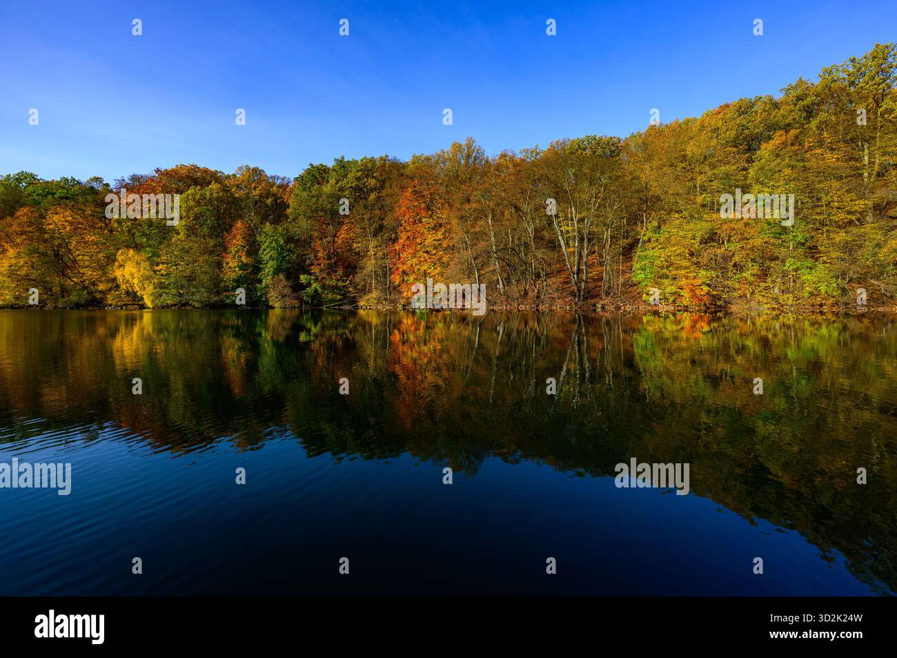 01 novembre 2025, Mecklembourg-Poméranie occidentale, Feldberg : une forêt automnale avec de nombreux hêtres sur les rives du lac Schmaler Luzin dans le parc naturel Feldberger Seenlandschaft. Le lac, connu pour son excellente qualité de l’eau et sa très bonne visibilité, est encastré dans une zone morainique terminale et se caractérise par des pentes abruptes et une végétation riche et originale. Vastes forêts, collines, vallées, plaines sablonneuses, dunes intérieures impressionnantes, vous trouverez des lacs clairs et des landes cachées, des bâtiments historiques, des sites du patrimoine local et des musées dans le parc naturel Feldberger Seenlandschaft. Banque D'Images