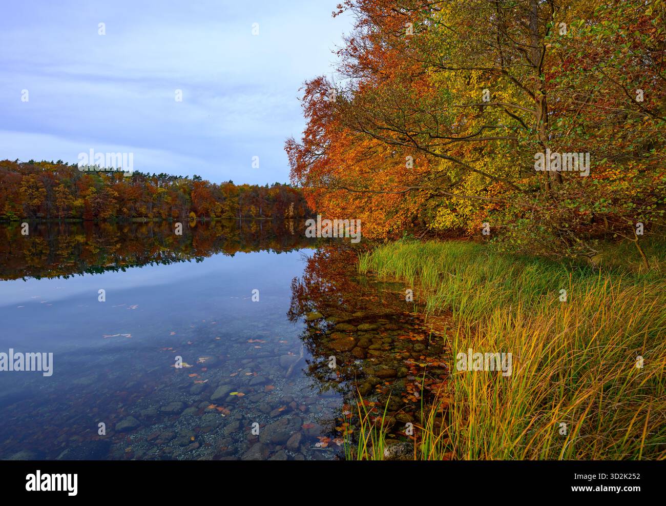 Feldberg, Allemagne. 31 octobre 2025. Une forêt automnale avec de nombreux hêtres sur les rives du lac Schmaler Luzin dans le parc naturel Feldberger Seenlandschaft. Le lac, connu pour son excellente qualité de l’eau et sa très bonne visibilité, est encastré dans une zone morainique terminale et se caractérise par des pentes abruptes et une végétation riche et originale. Vastes forêts, collines, vallées, plaines sablonneuses, dunes intérieures impressionnantes, vous trouverez des lacs clairs et des landes cachées, des bâtiments historiques, des sites du patrimoine local et des musées dans le parc naturel Feldberger Seenlandschaft. T/dpa/Alamy Live News Banque D'Images
