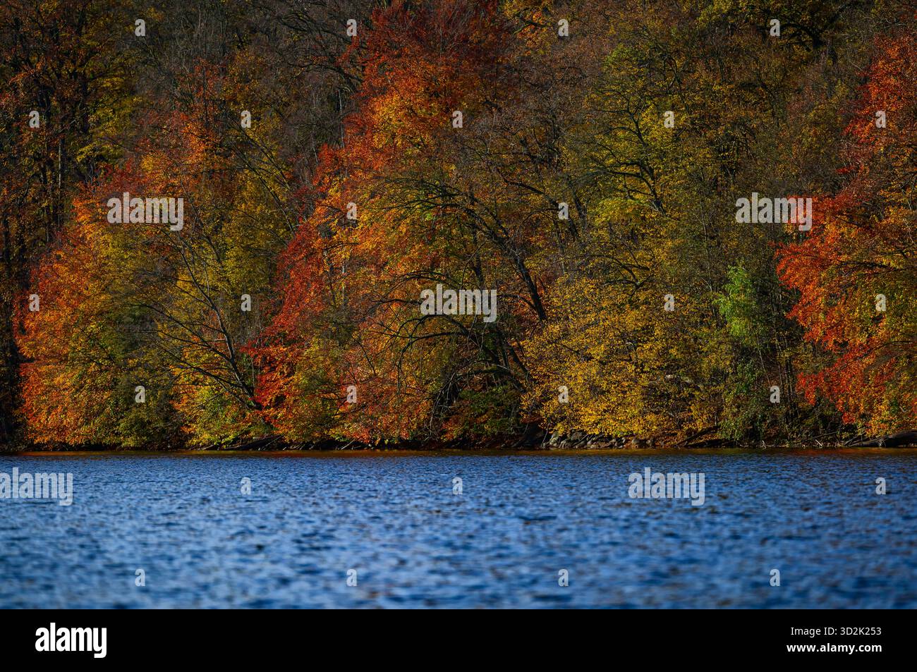 01 novembre 2025, Mecklembourg-Poméranie occidentale, Feldberg : une forêt automnale avec de nombreux hêtres sur les rives du lac Schmaler Luzin dans le parc naturel Feldberger Seenlandschaft. Le lac, connu pour son excellente qualité de l’eau et sa très bonne visibilité, est encastré dans une zone morainique terminale et se caractérise par des pentes abruptes et une végétation riche et originale. Vastes forêts, collines, vallées, plaines sablonneuses, dunes intérieures impressionnantes, vous trouverez des lacs clairs et des landes cachées, des bâtiments historiques, des sites du patrimoine local et des musées dans le parc naturel Feldberger Seenlandschaft. Banque D'Images