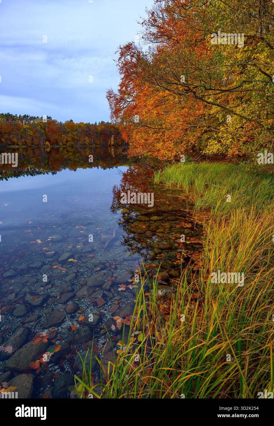 Feldberg, Allemagne. 31 octobre 2025. Une forêt automnale avec de nombreux hêtres sur les rives du lac Schmaler Luzin dans le parc naturel Feldberger Seenlandschaft. Le lac, connu pour son excellente qualité de l’eau et sa très bonne visibilité, est encastré dans une zone morainique terminale et se caractérise par des pentes abruptes et une végétation riche et originale. Vastes forêts, collines, vallées, plaines sablonneuses, dunes intérieures impressionnantes, vous trouverez des lacs clairs et des landes cachées, des bâtiments historiques, des sites du patrimoine local et des musées dans le parc naturel Feldberger Seenlandschaft. T/dpa/Alamy Live News Banque D'Images