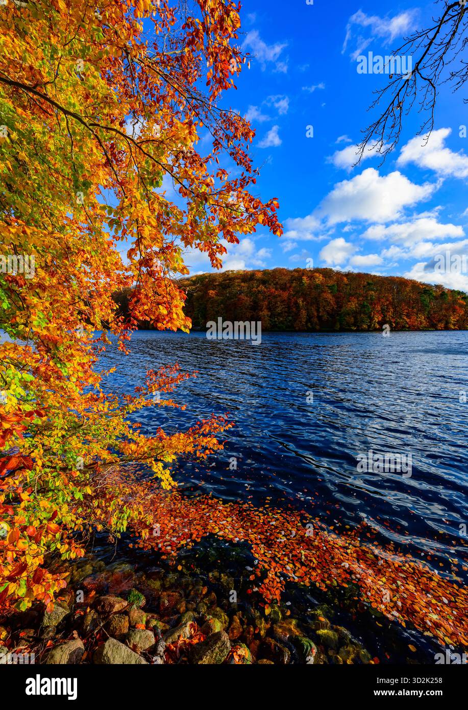 30 octobre 2025, Brandebourg, Feldberg : une forêt de hêtres automnale dans le parc naturel 'Feldberger Seenlandschaft' sur le lac Schmaler Luzin. Le lac, connu pour son excellente qualité de l’eau et sa très bonne visibilité, est encastré dans une moraine terminale et se caractérise par des pentes côtières abruptes et une végétation riche et originale. Vastes forêts, collines, vallées, plaines sablonneuses, dunes intérieures impressionnantes, vous trouverez des lacs clairs et des landes cachées, des bâtiments historiques, des sites du patrimoine local et des musées dans le parc naturel Feldberger Seenlandschaft. Ce paysage diversifié a été façonné par la Banque D'Images