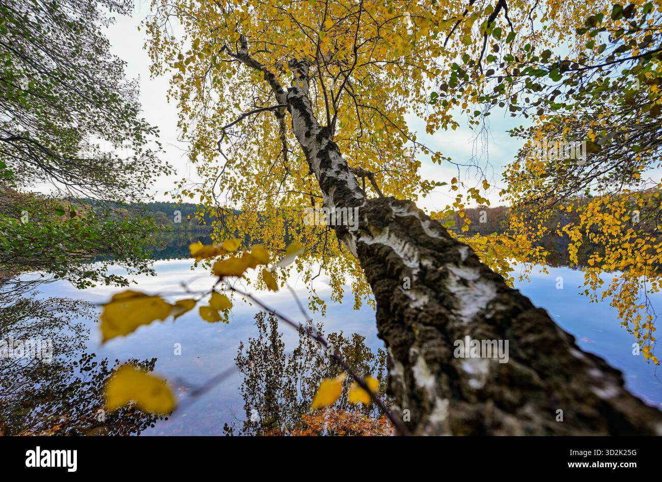 31 octobre 2025, Mecklembourg-Poméranie occidentale, Feldberg : forêt automnale sur les rives du lac Schmaler Luzin dans le parc naturel Feldberger Seenlandschaft. Le lac, connu pour son excellente qualité de l’eau et sa très bonne visibilité, est encastré dans une moraine terminale et se caractérise par des pentes côtières abruptes et une végétation riche et originale. Vastes forêts, collines, vallées, plaines sablonneuses, dunes intérieures impressionnantes, vous trouverez des lacs clairs et des landes cachées, des bâtiments historiques, des sites du patrimoine local et des musées dans le parc naturel Feldberger Seenlandschaft. Ce pays diversifié Banque D'Images