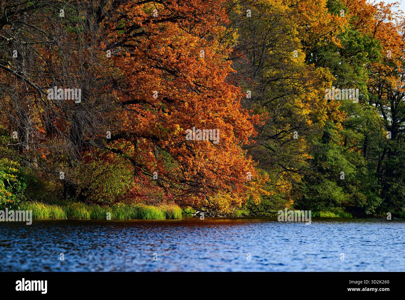 01 novembre 2025, Mecklembourg-Poméranie occidentale, Feldberg : une forêt automnale avec de nombreux hêtres sur les rives du lac Schmaler Luzin dans le parc naturel Feldberger Seenlandschaft. Le lac, connu pour son excellente qualité de l’eau et sa très bonne visibilité, est encastré dans une zone morainique terminale et se caractérise par des pentes abruptes et une végétation riche et originale. Vastes forêts, collines, vallées, plaines sablonneuses, dunes intérieures impressionnantes, vous trouverez des lacs clairs et des landes cachées, des bâtiments historiques, des sites du patrimoine local et des musées dans le parc naturel Feldberger Seenlandschaft. Banque D'Images