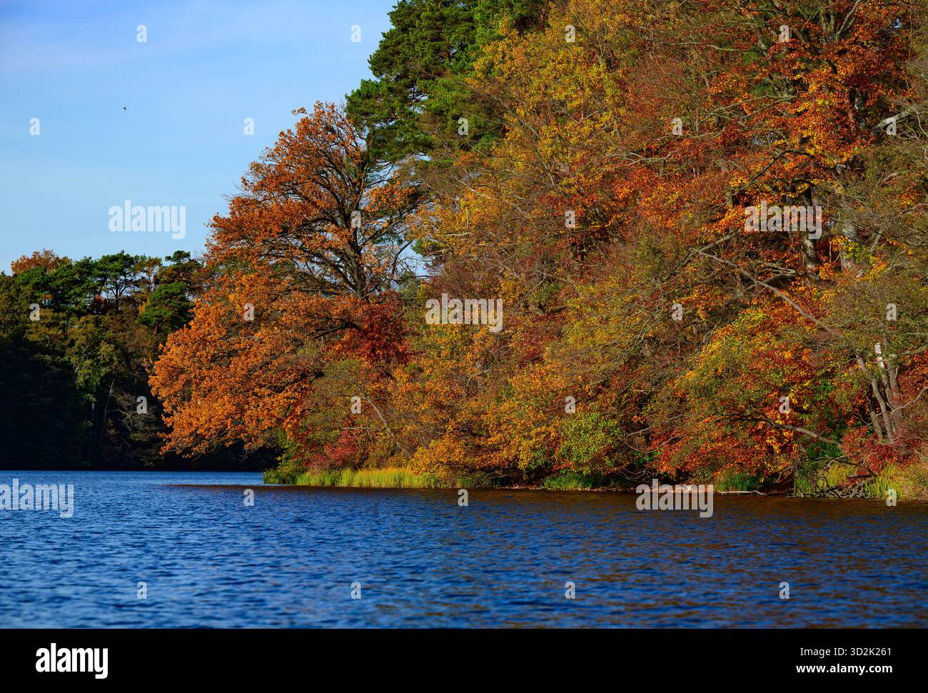 01 novembre 2025, Mecklembourg-Poméranie occidentale, Feldberg : une forêt automnale avec de nombreux hêtres sur les rives du lac Schmaler Luzin dans le parc naturel Feldberger Seenlandschaft. Le lac, connu pour son excellente qualité de l’eau et sa très bonne visibilité, est encastré dans une zone morainique terminale et se caractérise par des pentes abruptes et une végétation riche et originale. Vastes forêts, collines, vallées, plaines sablonneuses, dunes intérieures impressionnantes, vous trouverez des lacs clairs et des landes cachées, des bâtiments historiques, des sites du patrimoine local et des musées dans le parc naturel Feldberger Seenlandschaft. Banque D'Images