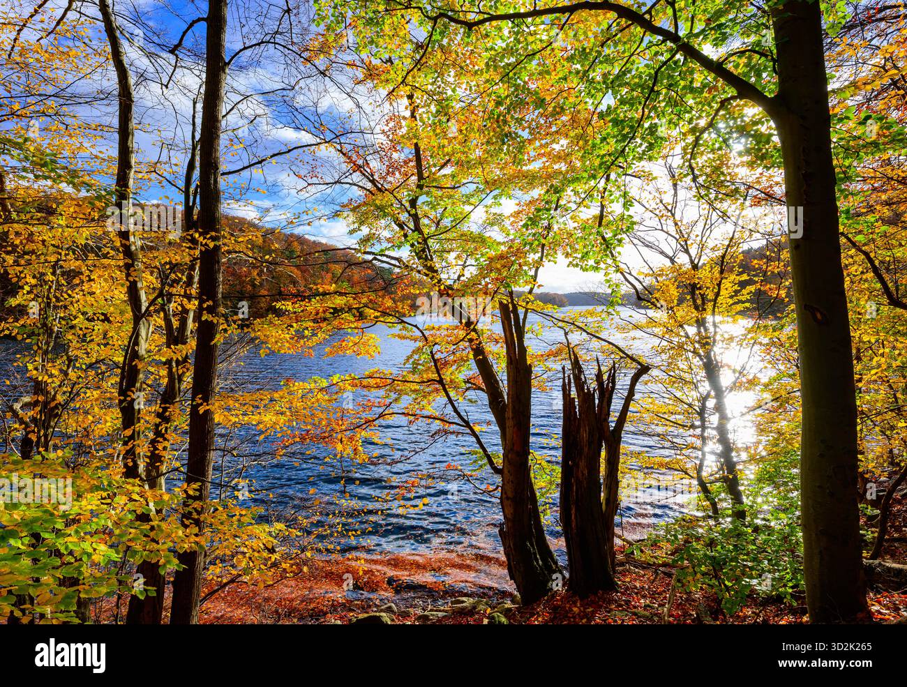 30 octobre 2025, Brandebourg, Feldberg : une forêt de hêtres automnale dans le parc naturel 'Feldberger Seenlandschaft' sur le lac Schmaler Luzin. Le lac, connu pour son excellente qualité de l’eau et sa très bonne visibilité, est encastré dans une moraine terminale et se caractérise par des pentes côtières abruptes et une végétation riche et originale. Vastes forêts, collines, vallées, plaines sablonneuses, dunes intérieures impressionnantes, vous trouverez des lacs clairs et des landes cachées, des bâtiments historiques, des sites du patrimoine local et des musées dans le parc naturel Feldberger Seenlandschaft. Ce paysage diversifié a été façonné par la Banque D'Images