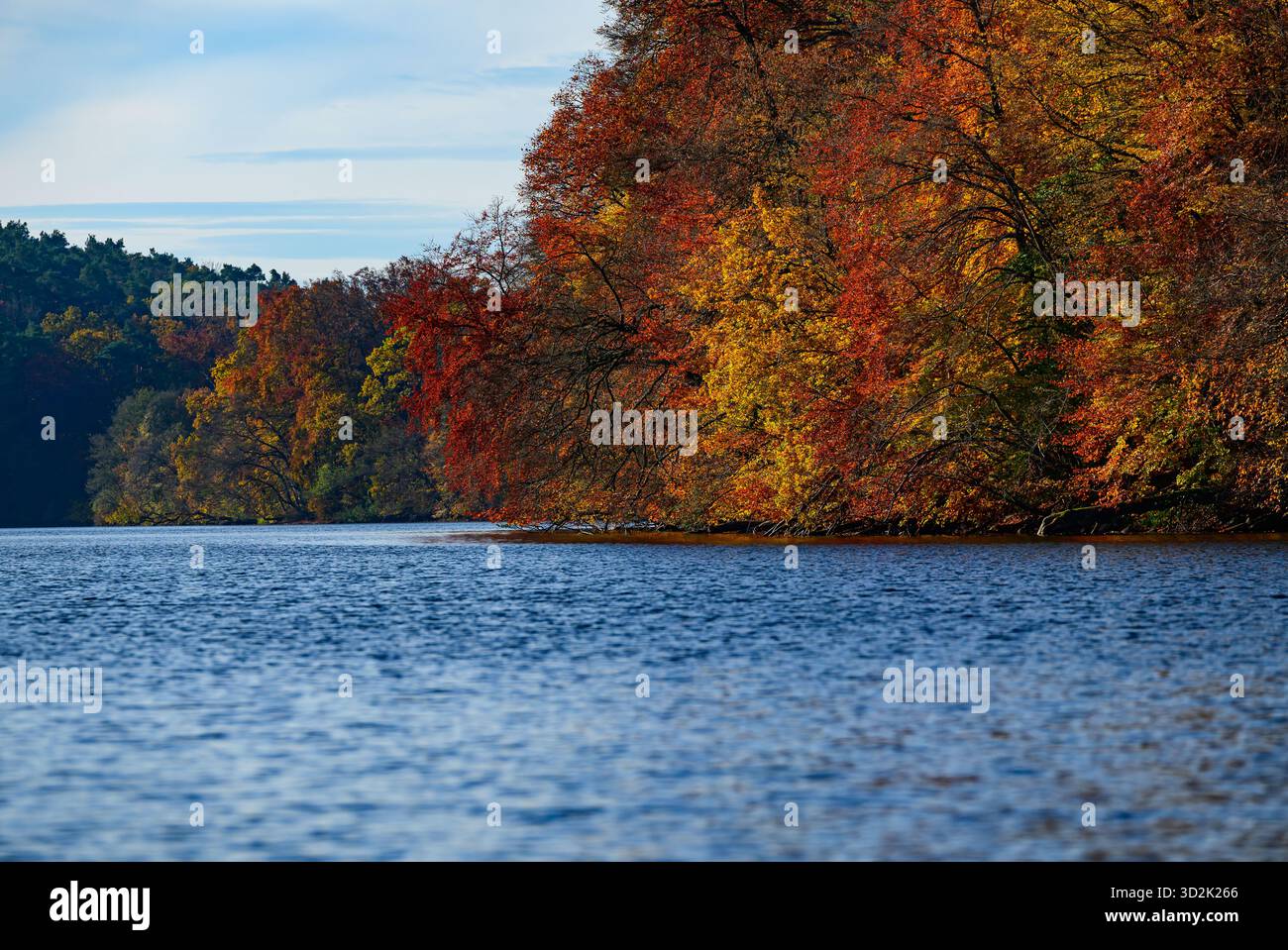 01 novembre 2025, Mecklembourg-Poméranie occidentale, Feldberg : une forêt automnale avec de nombreux hêtres sur les rives du lac Schmaler Luzin dans le parc naturel Feldberger Seenlandschaft. Le lac, connu pour son excellente qualité de l’eau et sa très bonne visibilité, est encastré dans une zone morainique terminale et se caractérise par des pentes abruptes et une végétation riche et originale. Vastes forêts, collines, vallées, plaines sablonneuses, dunes intérieures impressionnantes, vous trouverez des lacs clairs et des landes cachées, des bâtiments historiques, des sites du patrimoine local et des musées dans le parc naturel Feldberger Seenlandschaft. Banque D'Images