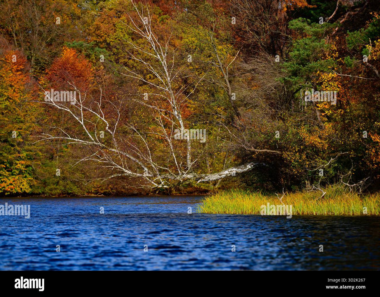 01 novembre 2025, Mecklembourg-Poméranie occidentale, Feldberg : une forêt automnale avec de nombreux hêtres sur les rives du lac Schmaler Luzin dans le parc naturel Feldberger Seenlandschaft. Le lac, connu pour son excellente qualité de l’eau et sa très bonne visibilité, est encastré dans une zone morainique terminale et se caractérise par des pentes abruptes et une végétation riche et originale. Vastes forêts, collines, vallées, plaines sablonneuses, dunes intérieures impressionnantes, vous trouverez des lacs clairs et des landes cachées, des bâtiments historiques, des sites du patrimoine local et des musées dans le parc naturel Feldberger Seenlandschaft. Banque D'Images